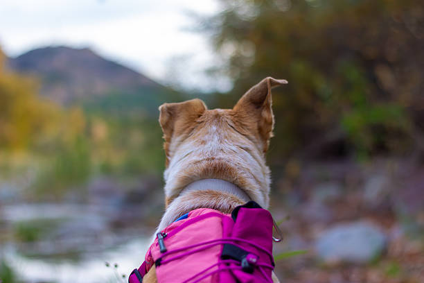 Dog with pink pack looks toward blurred mountain landscape ahead in Fillmore, California, United States