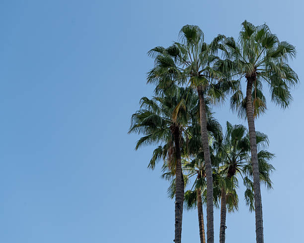 istock Tall palm trees with blue sky California 2209276358