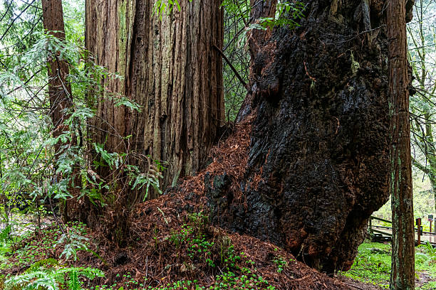 Redwood trees in Muir woods California
