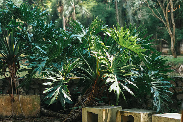 istock several large, lush green plants with deeply lobed and textured leaves. These plants appear to be growing outdoors, possibly in a garden or landscaped area. 2209276592