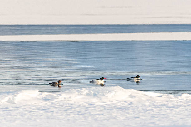 istock White, arctic trumpeter swans resting on open water with ice while on their migration across a northern Canadian spring time landscape in April on their way to breeding grounds at the Bering Sea. 2209277335