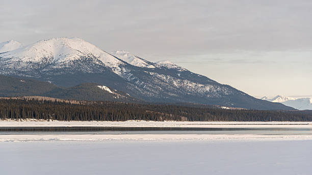 istock White, arctic trumpeter swans resting on open water with ice while on their migration across a northern Canadian spring time landscape in April on their way to breeding grounds at the Bering Sea. 2209277339