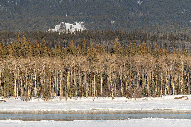 White, arctic trumpeter swans resting on open water with ice while on their migration across a northern Canadian spring time landscape in April on their way to breeding grounds at the Bering Sea.