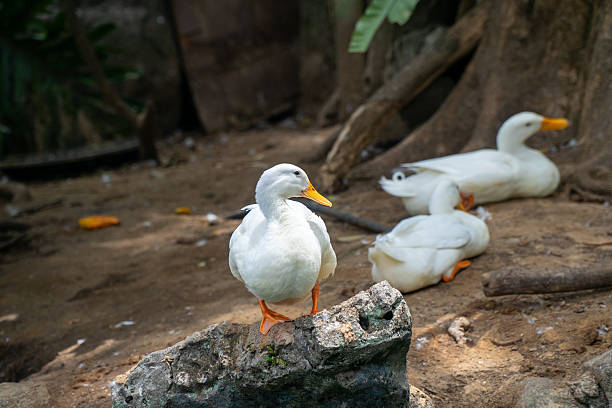 istock Ducks relaxing in the sun 2209277556