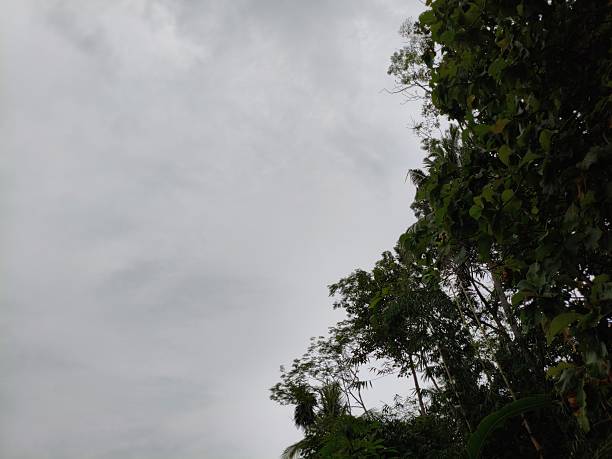Beautiful various  tropical green trees branches of various trees against the blue sky. Green leaves against the blue sky, the landscape of nature,
