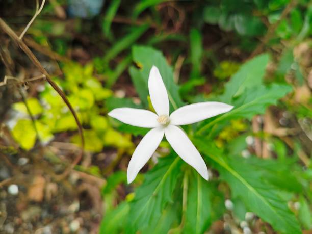 istock Beautiful white flower in blurred background 2209278769