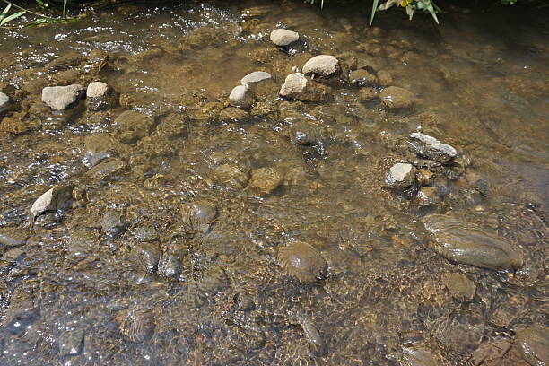 istock Clear stream flows over rocks, plants background, nature scene 2209279468