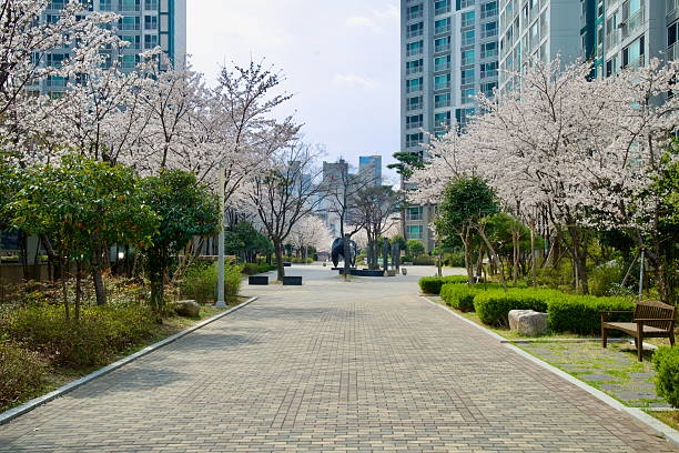 Ulsan City, South Korea - March 31st, 2025: A peaceful brick-paved courtyard lined with cherry blossom trees and modern apartment buildings offers a tranquil setting for residents during peak spring bloom.