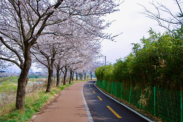 istock Springtime bike path along Taehwagang with cherry trees and bamboo 2209280408