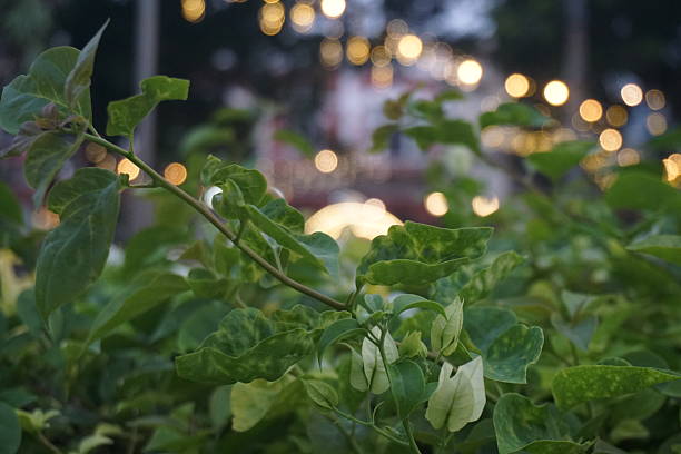 istock Night garden foliage, city lights bokeh 2209280474