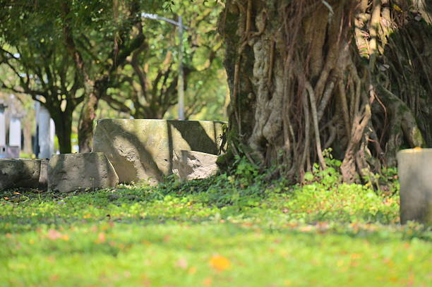 In a peaceful park during a spring morning, sunlight filters through a banyan tree, casting soft light on a stone table and benches. The green grass below glows in the natural warmth.