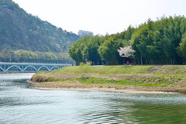 Ulsan City, South Korea - March 31st, 2025: A lone cherry tree blooms along the edge of Simnidae Forest in Taehwagang National Garden, where the bamboo grove meets the riverbank under spring skies.
