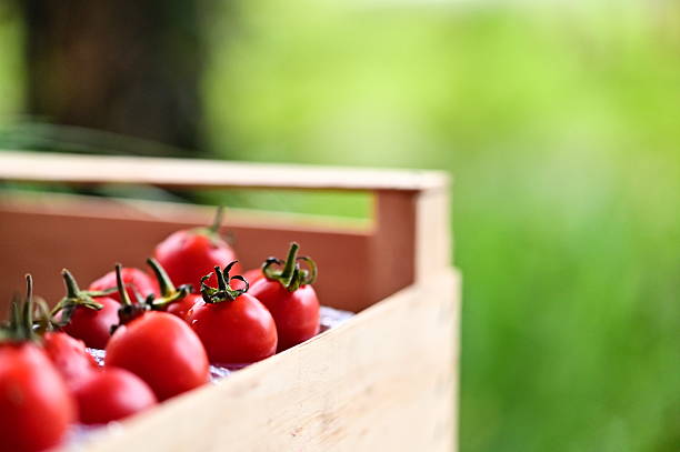 istock Ripe cherry tomatoes glowing under natural light outdoors 2209281297