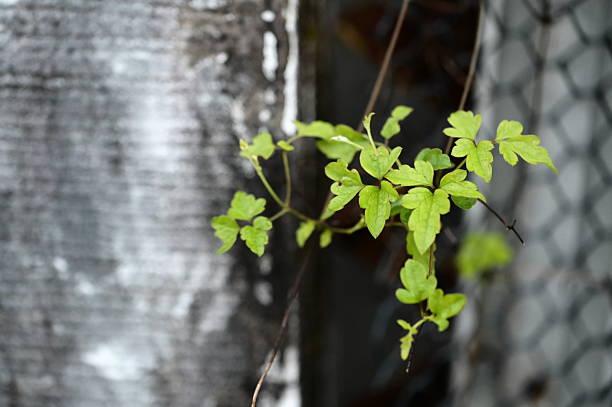 In a subdued outdoor setting, green vine leaves emerge from a fence slit, subtly highlighted by cloudy light that renders the scene calm and unnoticed.