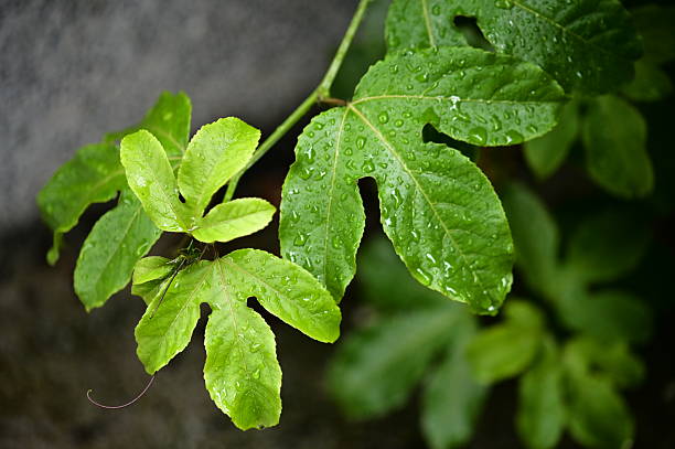 Set against a muted backdrop, the rain-drenched leaf reveals delicate textures and natural vitality. The scene feels calm, as if the rain has washed the world clean.