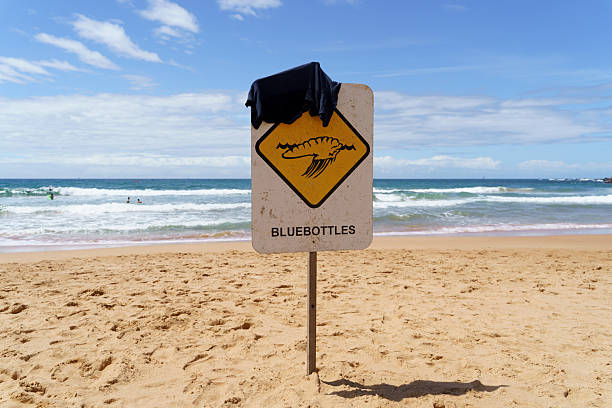 istock Blue bottles Warning Signs on the Beach 2209282628