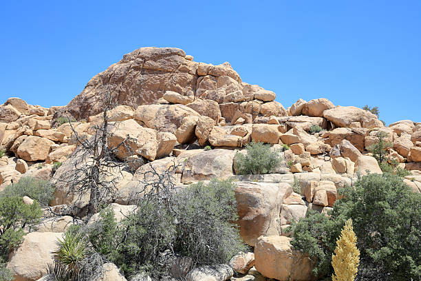 Sunny afternoon at Joshua tree national park