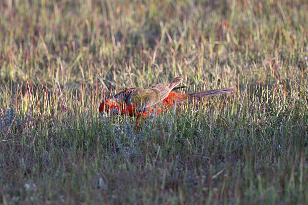 A crimson rosella (Platycercus elegans) foraging for food among short grasses. The bird’s brilliant red and blue plumage contrasts beautifully with the green grass