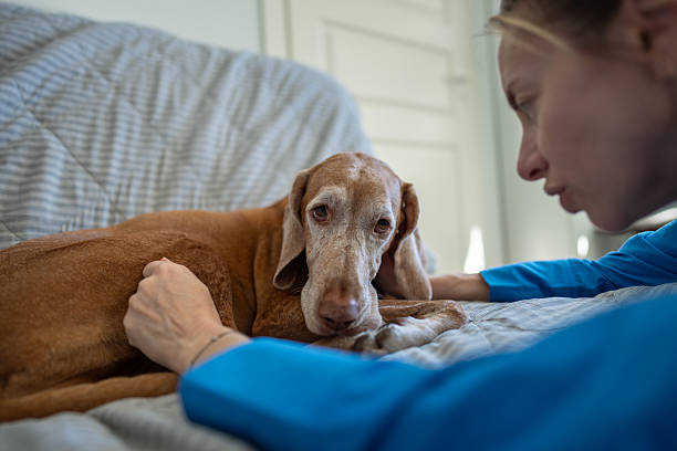 istock Relaxed old dog with sadly eyes lying on home couch looking at caring owner talking with pet. 2209287007