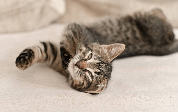 istock A cute little kitten is sleeping with its eyes closed 2209287863