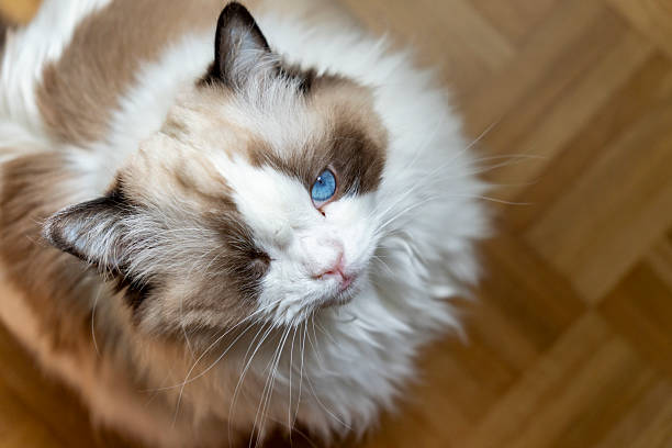 One eyed fluffy white purebred Ragdoll cat, looking up.