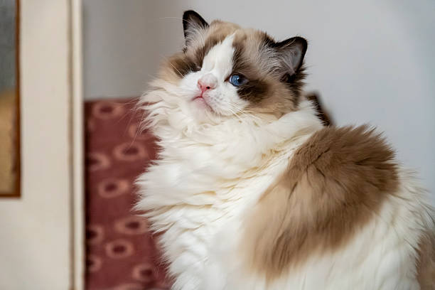 istock One eyed white Ragdoll cat with blue eyes 2209288128