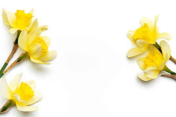 Beautiful yellow daffodils forming a border on a pristine white background, creating a vibrant and inviting spring scene with ample copy space