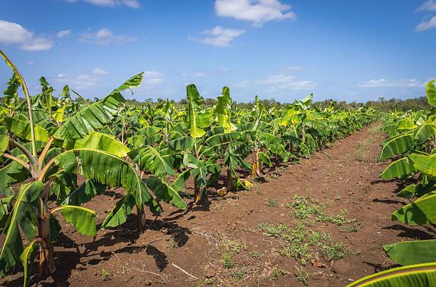 istock Lush Banana Plantation Under Blue Sky 2209293585