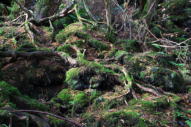 istock The forest close Fuji, Japan 2209294179