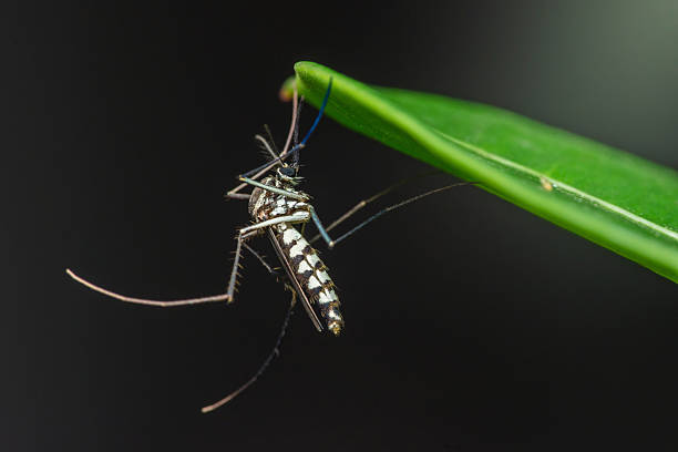istock Asian tiger mosquito resting on green leaf: aedes albopictus close-up 2209301244