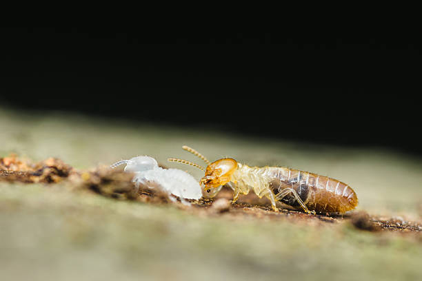 istock Termites are walking and feeding on wood in nature 2209301286