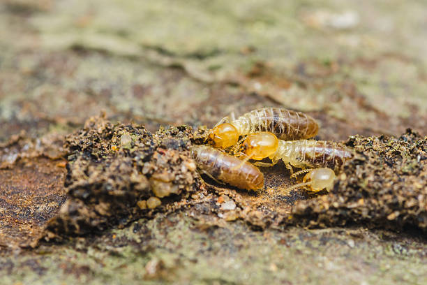 istock Termites are eating wood and destroying a house structure 2209301296