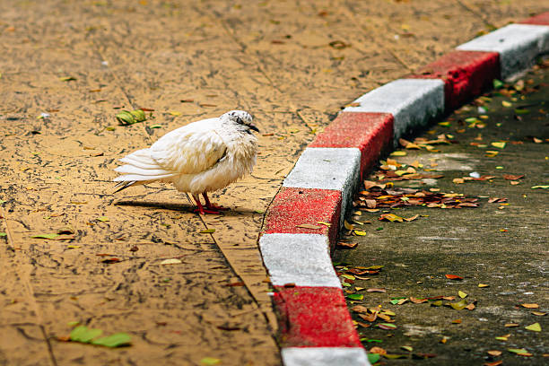 White dove standing gracefully on a patterned pavement, nestled near a vibrant red and white curb, surrounded by scattered dry leaves, creating a serene urban atmosphere