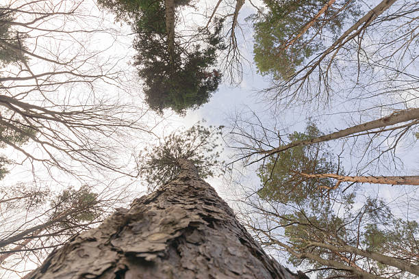 Bottom view of tall old trees in evergreen forest