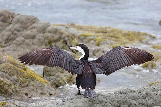 istock Elsterscharbe / Australian pied cormorant / Phalacrocorax varius 2209302728