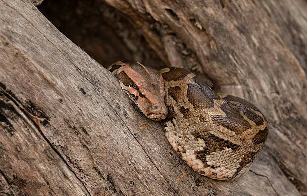 Roytal Python On Rocks 750개 이상의 Rock Python 스톡 사진, 그림 및 Royalty-Free 이미지 - iStock
