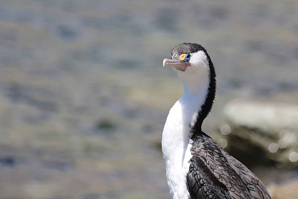 Elsterscharbe / Australian pied cormorant / Phalacrocorax varius