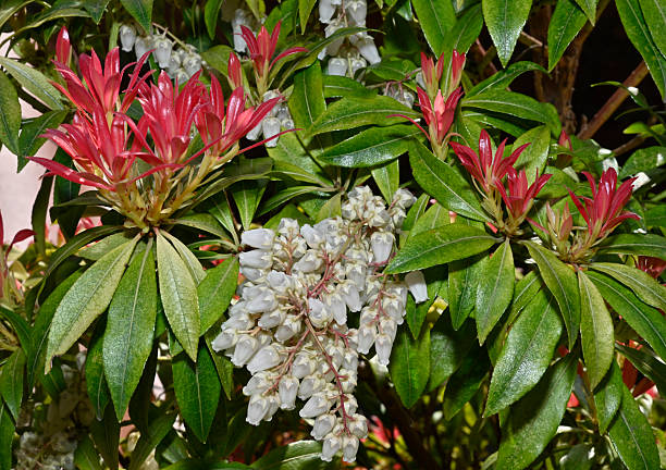 istock Japanese pieris, Pieris japonica 1. 2209308252