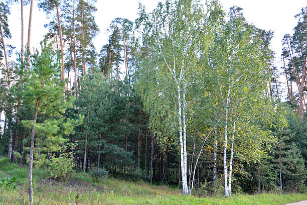Summer birch forest as a background