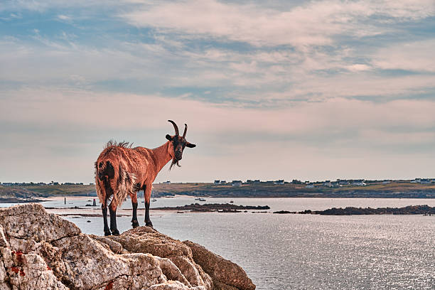 A reddish-brown goat stands on a rocky outcrop overlooking a calm sea, with a distant shoreline featuring small buildings. The image highlights the goat's presence against a serene coastal landscape.