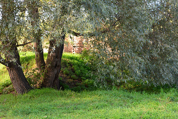 A gentle breeze rustles the branches of a Weeping Willow tree on a sunny day.