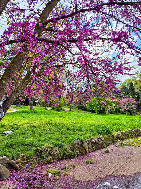 istock Spring at Villa Borghese Park and Gardens. 2209317060