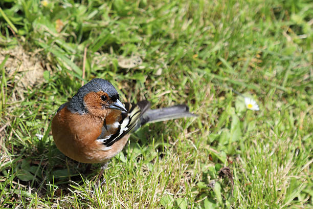 Male Chaffinch Bird