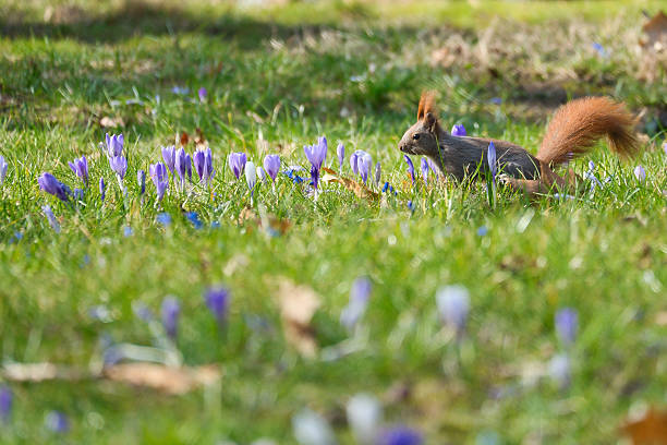 Red squirrel with bushy tail in the sunlight on a green meadow with crocus. Spring like nature mood with bright colors.