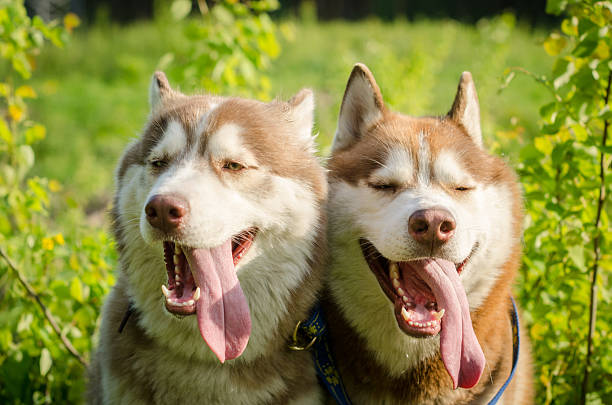 istock Two siberian huskies enjoying sunny day outdoors 2209322833
