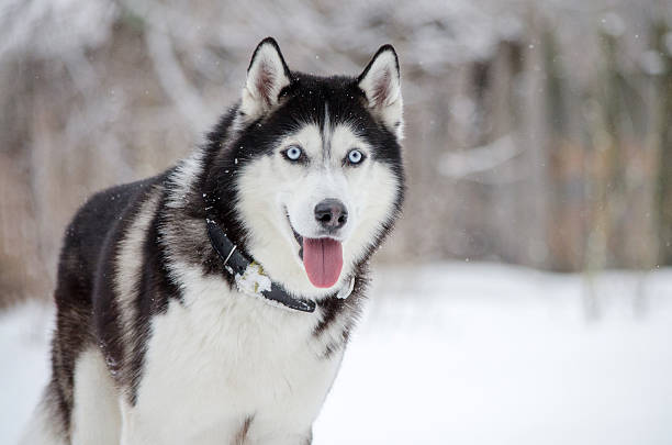 istock Husky in snowy landscape with curious expression 2209322847