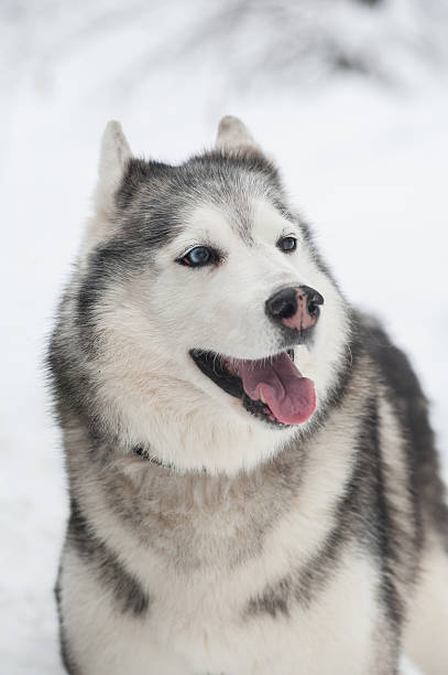 istock Siberian husky in snowy landscape with mismatched eyes 2209322875