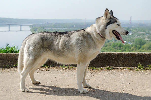 istock Majestic husky overlooking scenic riverside landscape 2209322885