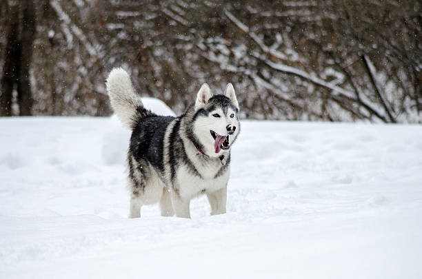 istock Siberian husky enjoying snowy adventure 2209322890