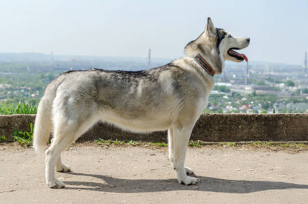 istock Majestic husky overlooking scenic riverside landscape 2209322891